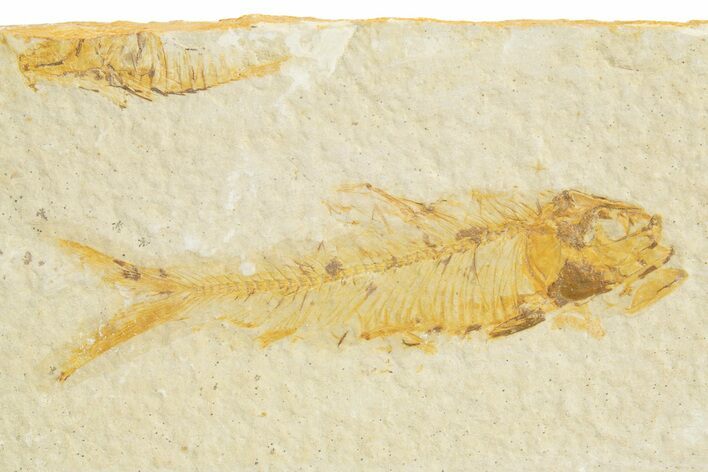 Detailed Fossil Fish (Knightia) - Wyoming #318680